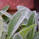 maseman_sample_img_17